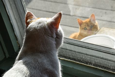 Welchen Geruch M Gen Katzen Nicht