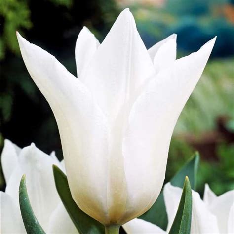 Lilien Tulpe White Triumphator St Preise Und Meinungen Online