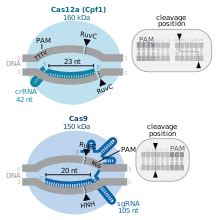 Cas12a - Wikipedia