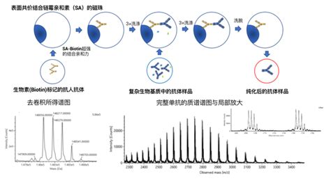 基于高分辨质谱技术的完整蛋白定量定性一体化生物分析 知乎