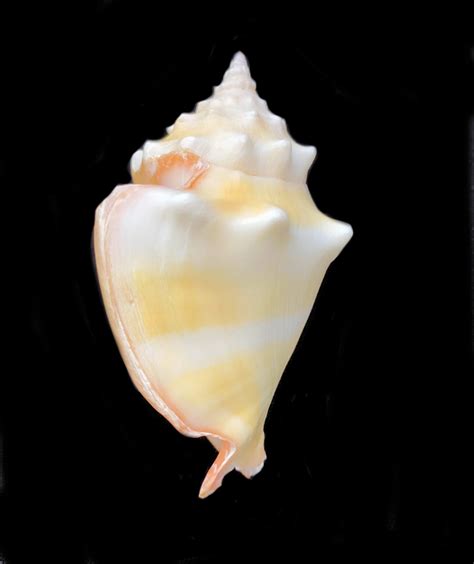 Eastern Pacific Fighting Conch Shell | Mexican Shells.org