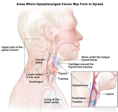 Definition of hypopharynx - NCI Dictionary of Cancer Terms - NCI