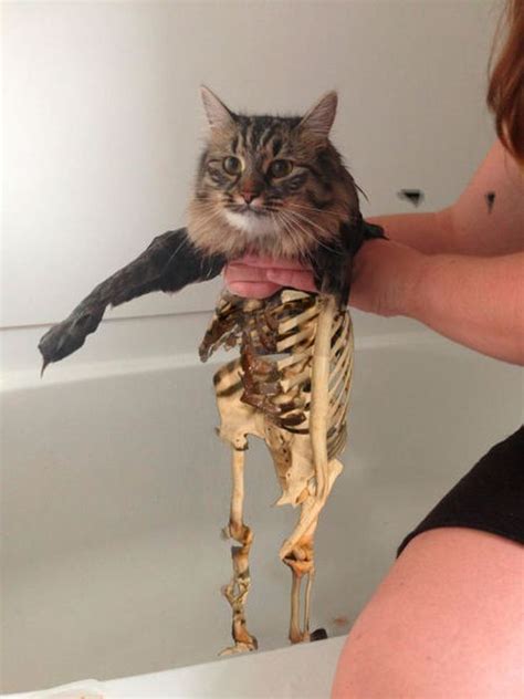 This New Wet Cat Meme Is Dominating The Internet | Fun