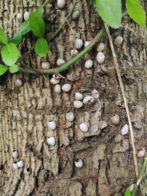 Bug Eggs On The Tree Trunk Stock Image Image Of Light 190930357