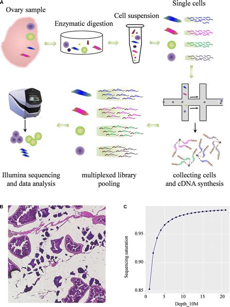 Frontiers Transcriptome Profiling Of The Ovarian Cells At The Single