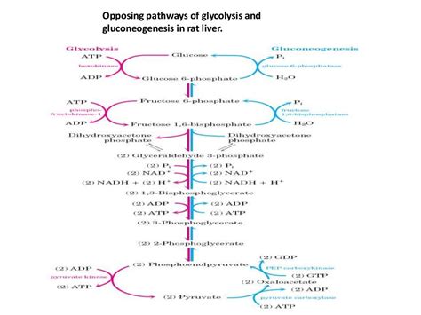 Gluconeogenesis