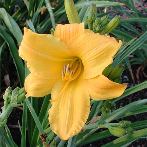 Spring Hill Nurseries Yellow Flowering Buttered Popcorn Reblooming