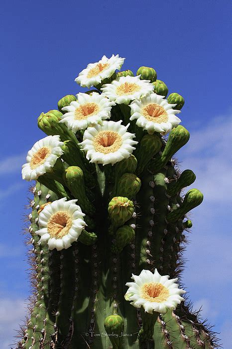 Arizona State Flower- The Saguaro Cactus Flower Carry-all Pouch for ...