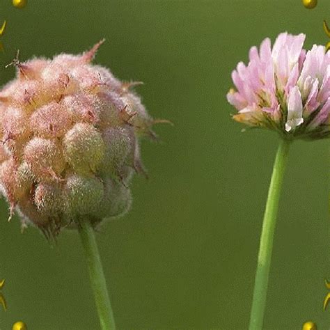 Trifolium Fragiferum Strawberry Palestine Clover Wildflower Seeds