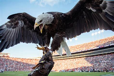 Auburn University’s bald eagle Spirit named Honorary War Eagle; final stadium flight Saturday