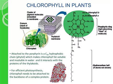 chlorophyll pptx