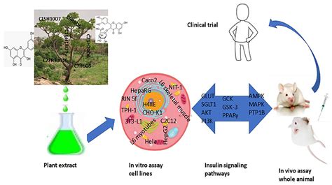 A Systematic Analysis Of Anti Diabetic Medicinal Plants From Cells To