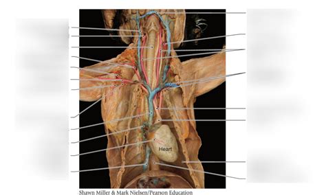 Cat Dissection Arteries Model