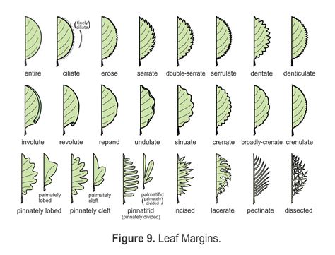 Cleft Leaf Margin