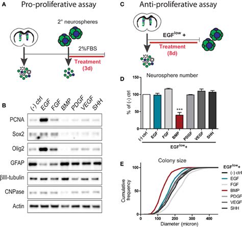 Frontiers Bone Morphogenetic Protein Dominantly Suppresses Epidermal