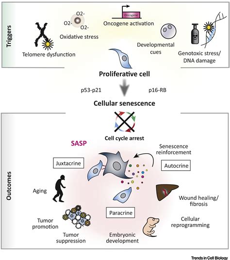 Spatial And Temporal Control Of Senescence Trends In Cell Biology