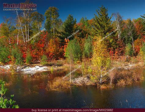 Beaver Pond Fall Nature Scenery. Stock Photo MXI23882