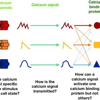 The Geometry Of Calcium Signal Encoding A For Calcium Signals To