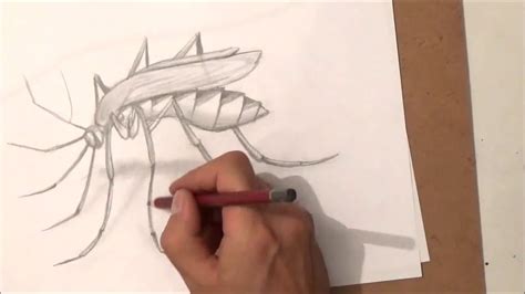 Como Dibujar Un Mosquito Como Dibujar Un Mosquito Paso A Paso Youtube