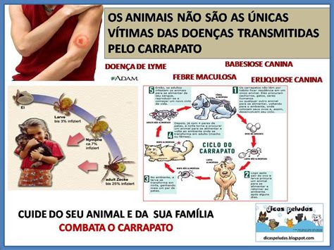 DICAS PELUDAS CARRAPATOS E PULGAS SAIBA A IMPORTÂNCIA DE COMBATÊ LOS