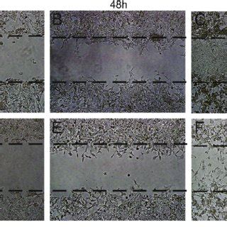 Cell Cycle Analysis On Grx Cells Treated With Lg Ml Amb For H