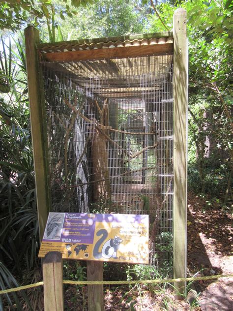 Tawny Frogmouth Exhibit Zoochat