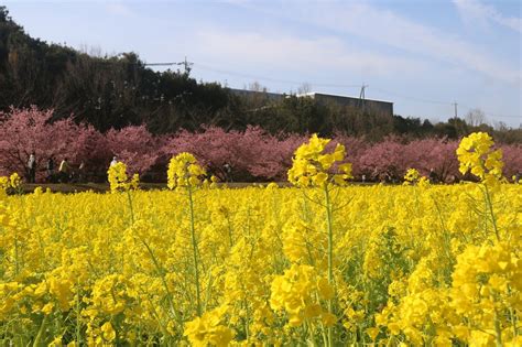 花の画集：もう一つの菜の花畑の菜の花と河津桜との競演も鮮やか・浜松市中央区大山町（3） Hm5414のブログ