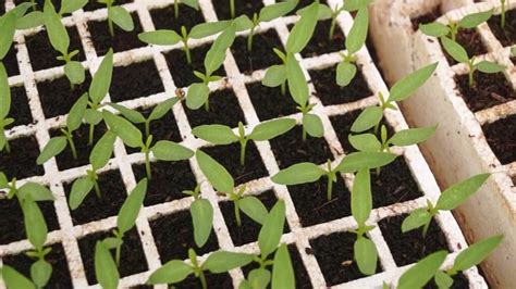 La Gu A Definitiva Para Sembrar Semilleros De Tomates Y Pimientos