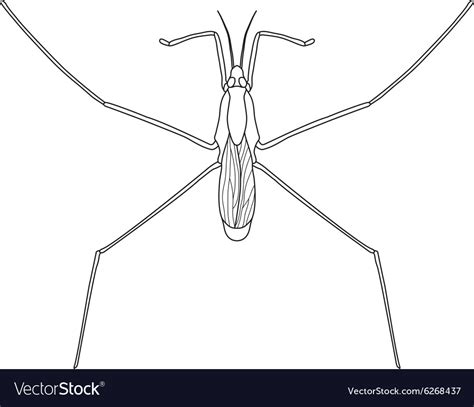 Common water strider gerridae sketch of water Vector Image