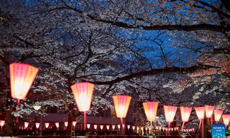 Cherry Blossoms Along Meguro River In Tokyo Global Times