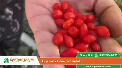 Goji Berry Kurt Üzümü Fidanı ve Faydaları YouTube