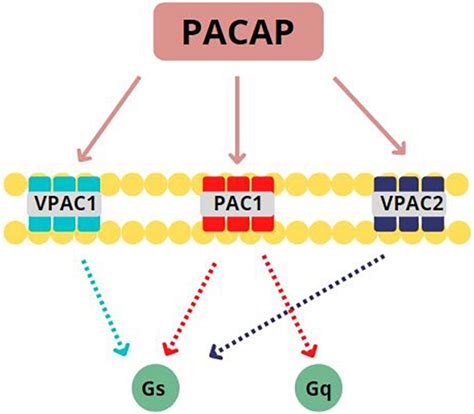 Frontiers Pituitary Adenylate Cyclase Activating Peptide And Post