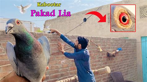 Kabootar Pakar Liya Kabootar Pakad Liya New Kabooter Pakad Lia