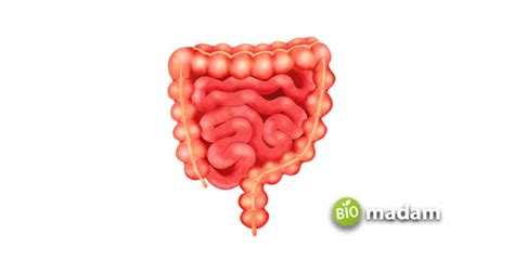 Function of Duodenum - biomadam