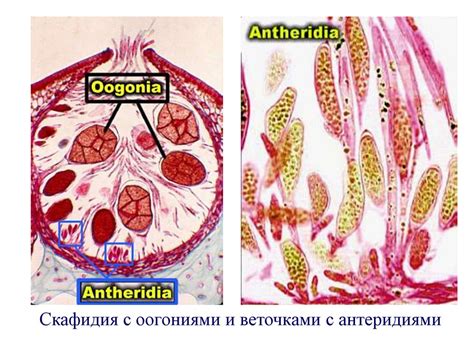 Отдел Охрофита. Лекция 5-6 - презентация онлайн