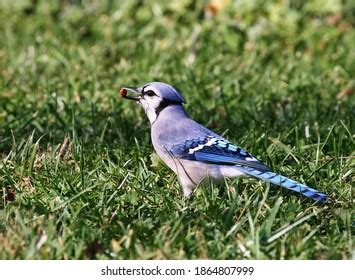 Feeding Blue Jay Stock Photo 1271265925 | Shutterstock