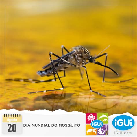 Dia Mundial Do Mosquito IGUi Ecologia