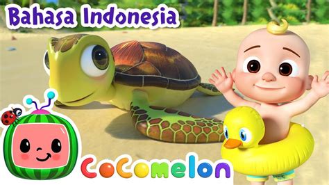 Lagu Hewan Laut Cocomelon Bahasa Indonesia Lagu Anak Anak Youtube