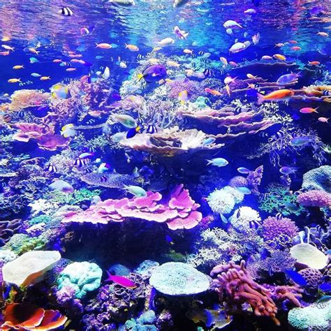 A Large Aquarium Filled With Lots Of Different Types Of Corals And Sea