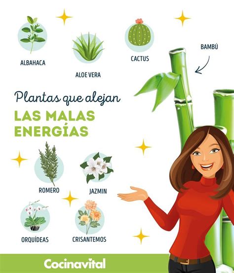 8 plantas mágicas para proteger tu casa de envidias malas vibras y