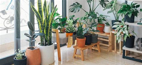 Indoor Plants India Living Room | Cabinets Matttroy