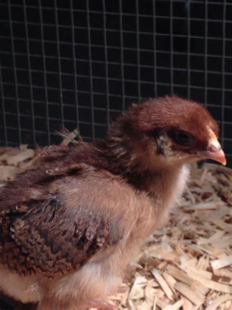 Welsummer Cockerel Or Pullet Backyard Chickens Learn How To Raise Chickens