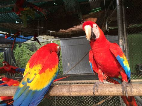 Scarlet Macaw Zoochat