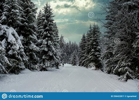 Spruce Tree Forest Covered By Snow In Winter Stock Image Image Of