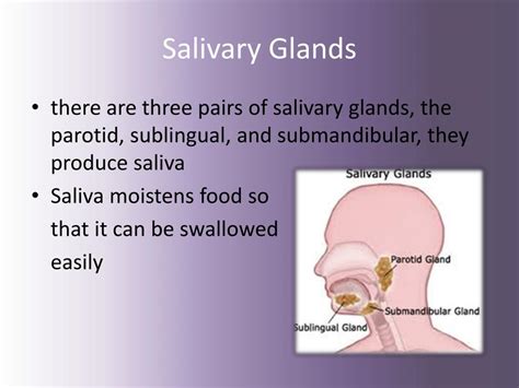 Ppt The Digestive System Powerpoint Presentation Free Download Id