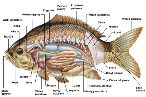 AKWAPASJA AKWARYSTYKA porady ryby rośliny biotopy sprzęt