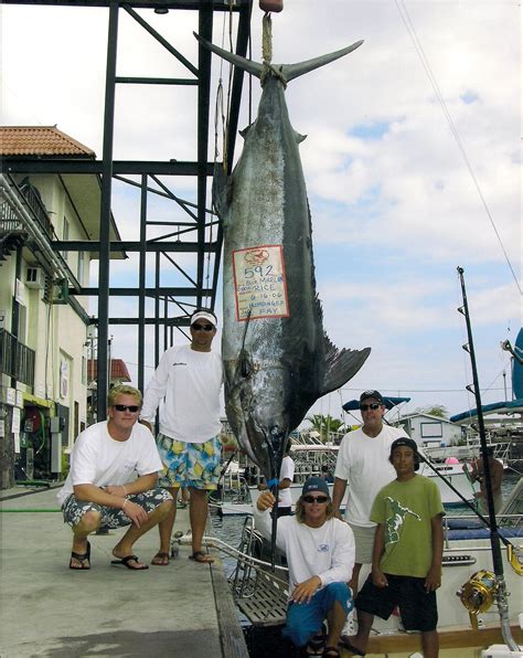 592 Lb Kona Blue Marlin Humdinger Sport Fishing