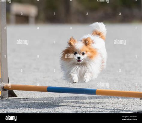 Beautiful Papillon Dog Jumps Over An Agility Hurdle Stock Photo Alamy