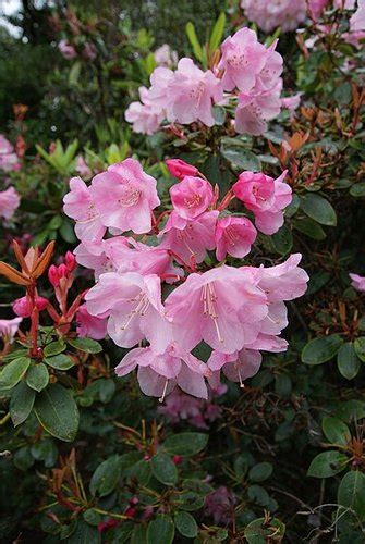 Rhododendron Bow Bells Plant Lust