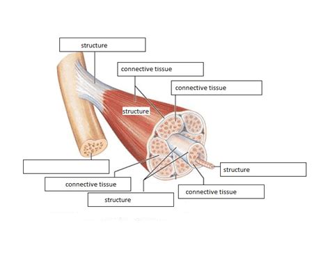 Muscle Structure Labeling Quiz